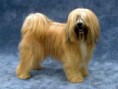 TERRIER TIBETANO
